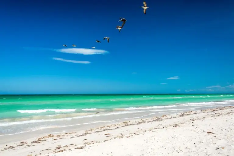 englewood beach with pelicans 1920x1281