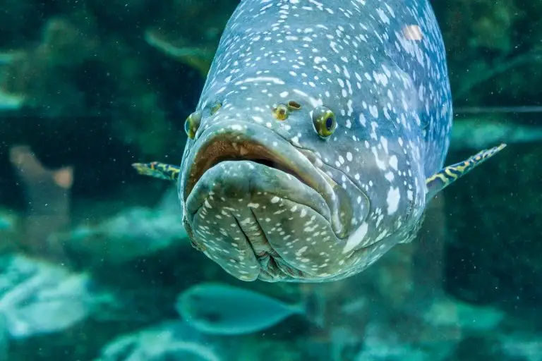fish large grouper boca grande bridge 1024