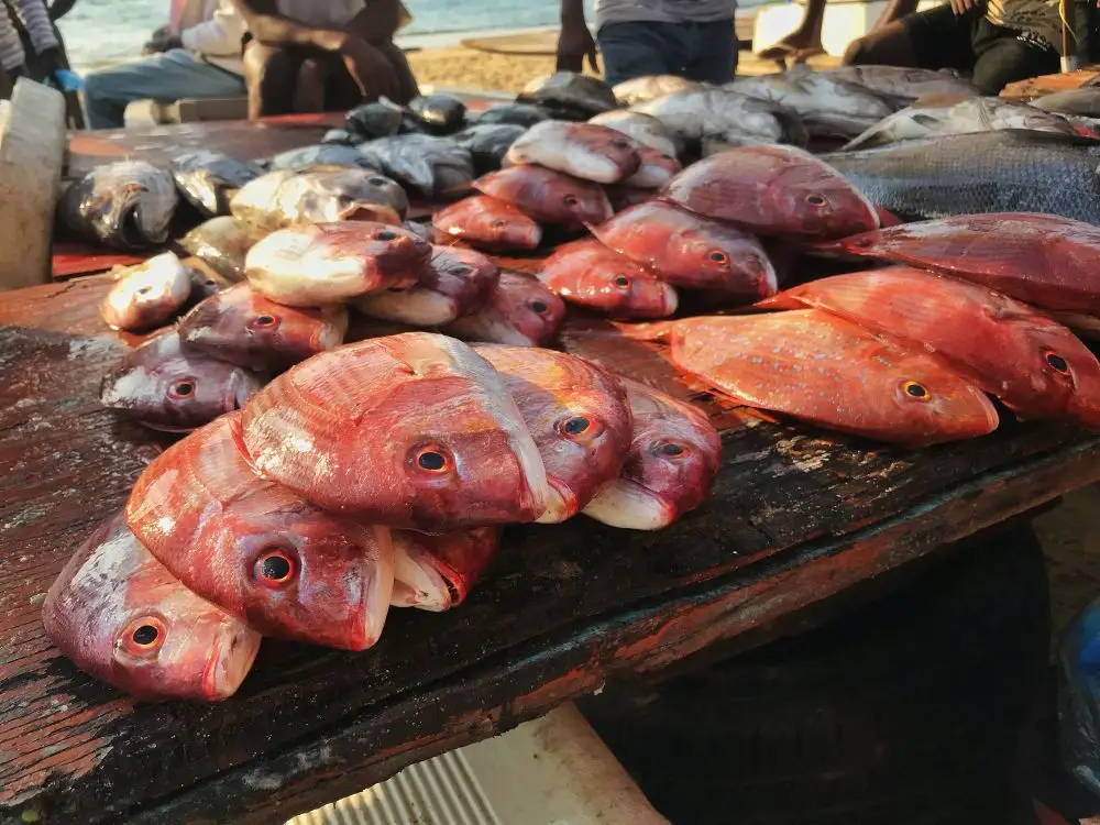 freshly caught red snapper fish
