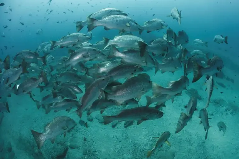 snapper gulf of america